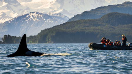 Close Encounters of the Wild Kind