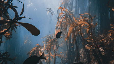 A Sabedoria do Polvo