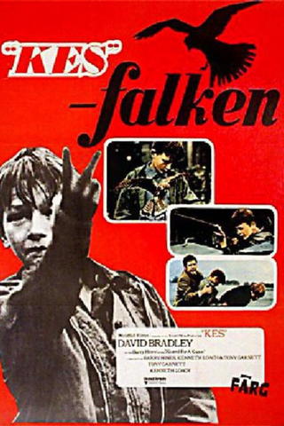 "Kes" - falken