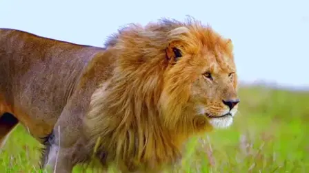 Wild Voices: The Mighty Force of the Animal Kingdom