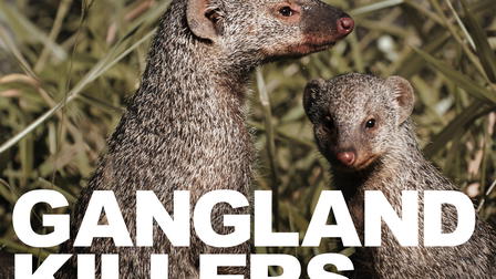 Gangland Killers