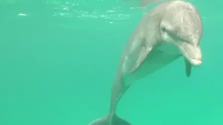Dolphins