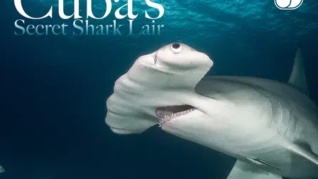 Cuba: Lar do Grande Tubarão-branco