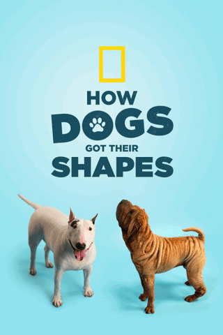 How Dogs Got Their Shapes
