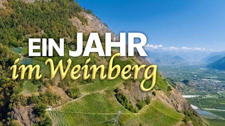 Ein Jahr im Weinberg