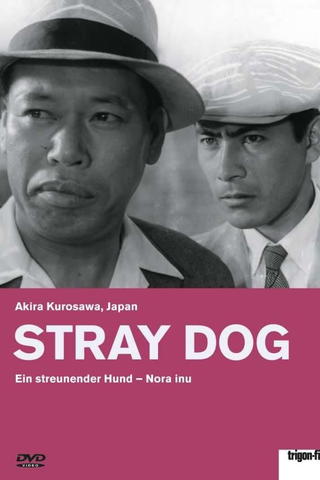 Ein streunender Hund