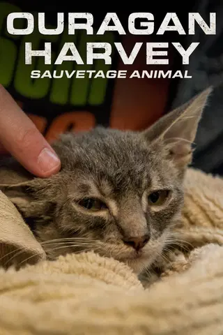 Surviving Harvey: Animals After The Storm