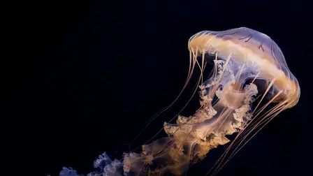 Alien Abyss