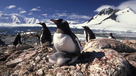 Leopard de Mer - Seigneur des Glaces