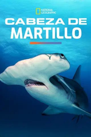 El tiburón martillo gigante