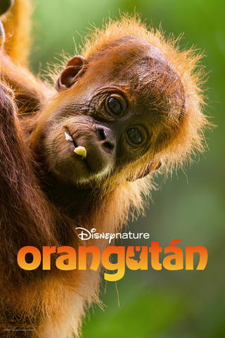 Orangután