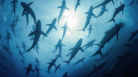 Tiburones: Espectáculo en el mar