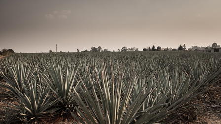 Agave: el espíritu de una nación