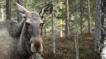 Älgvandringen - höjdpunkter 2020