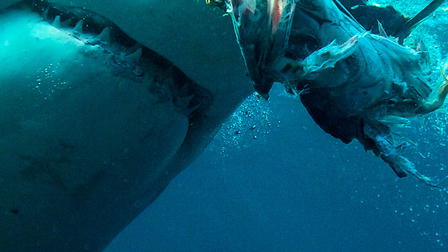 Great White Serial Killer