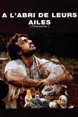 À l'abri de leurs ailes