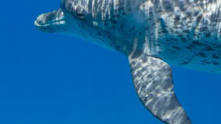 Sharks vs. Dolphins: Face Off