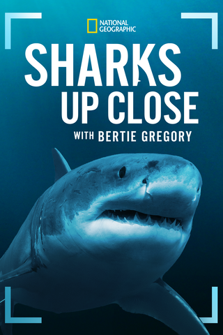 Sharks Up Close with Bertie Gregory