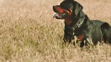 Black Beauty Breed