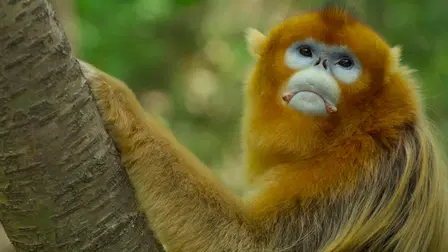 Wildlife Haven: China