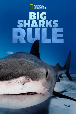 Big Sharks Rule