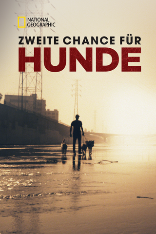Zweite Chance für Hunde