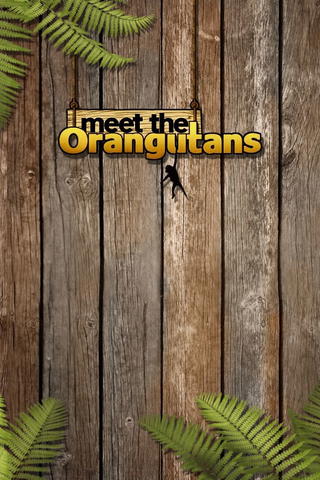Meet The Orangutans