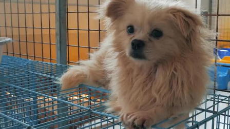Rescue Me: A Home 4 Spot