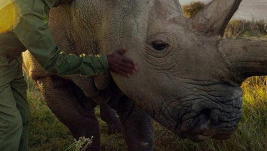 The Last Rhinos: A New Hope