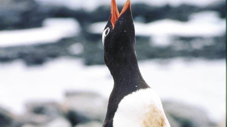 Wildest Antarctica
