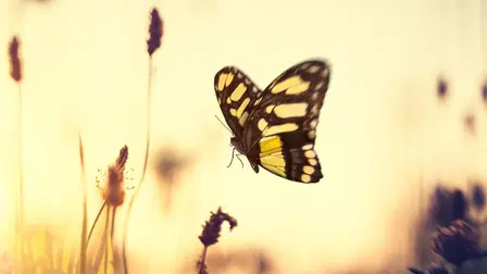 Waiting for Butterflies