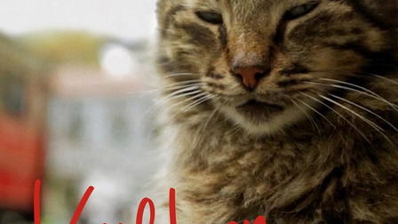 Kedi