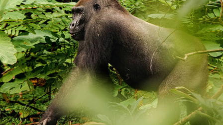 Gorillas Close Up