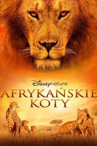 Afrykańskie Koty