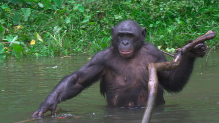 Humans and Other Animals