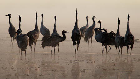 Wild Germany – Exploring Lusatia