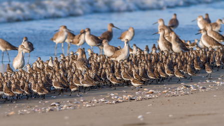 Panama's Animal Highway