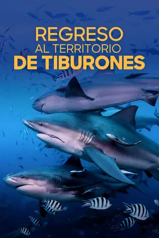 Regreso al territorio de tiburones
