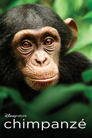 Chimpanzee