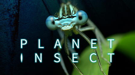 Planet Insect