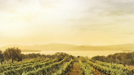 Terroir