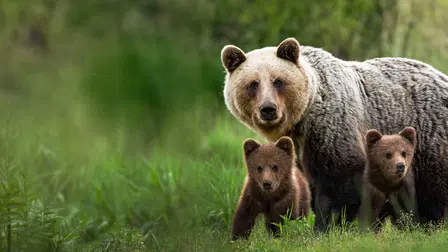 Wild Spring