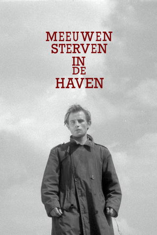 Meeuwen Sterven In De Haven