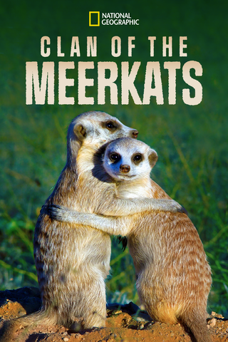 Meerkats 3D