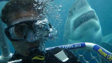 Open Water - Cage Dive