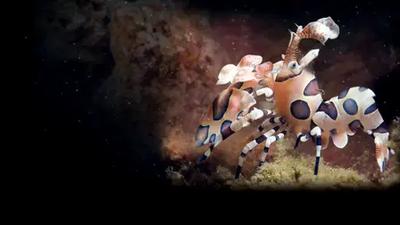 Ocean's Weirdest
