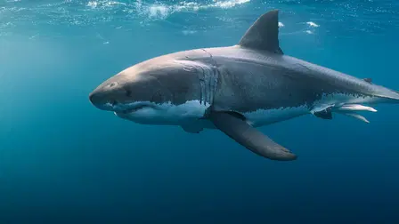 Great White Double Trouble