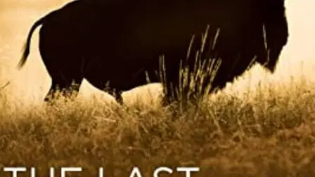 The Last Buffalo