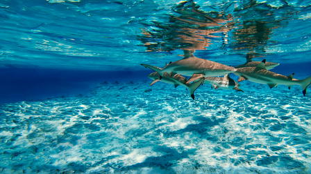 Shark Island