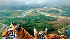 La isla de los tigres